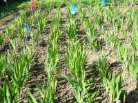 /album/gladioly-peter-lader/p1060885-jpg/