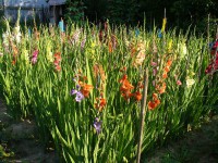 /album/gladioly-peter-lader/p1080456-jpg/