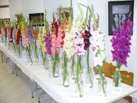 /album/gladioly-peter-lader/p1080479-jpg/