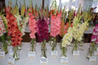 /album/gladioly-peter-lader/dsc-0405-1600x1064-jpg/