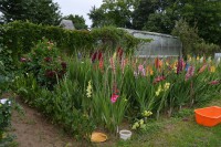 /album/gladioly-peter-lader/dsc-0255-1200x798-jpg1/