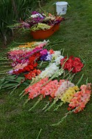 /album/gladioly-peter-lader/dsc-0266-997x1500-jpg/