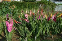 /album/gladioly-peter-lader/dsc-0320-1200x798-jpg1/