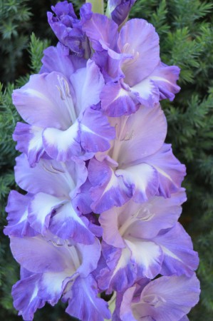 485 Laguna M , Rýpar11